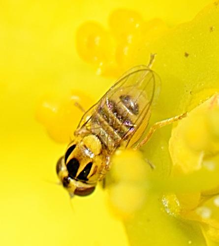 Thaumatomyia notata